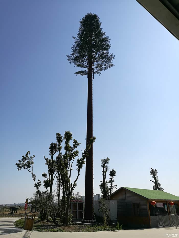 这根树怎么长的这么高直