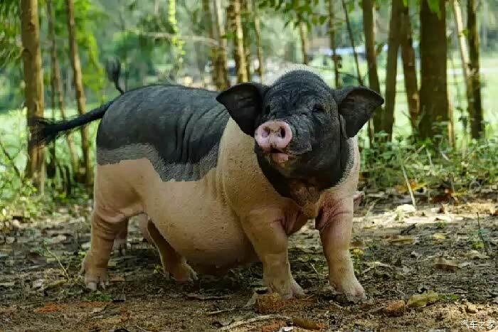 8月15日广西博白县老虎头水库逍客群杀猪菜之旅