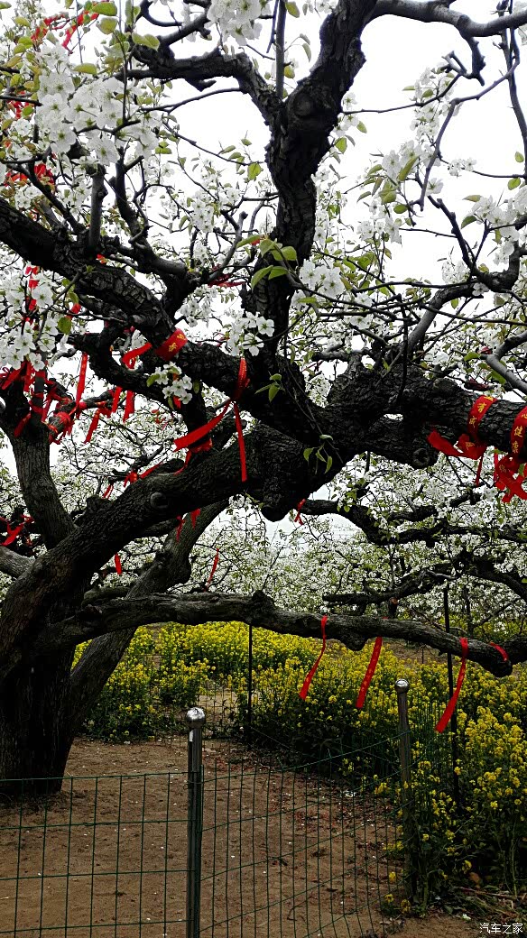 【x-奇骏联盟】2016春 丰县梨花节