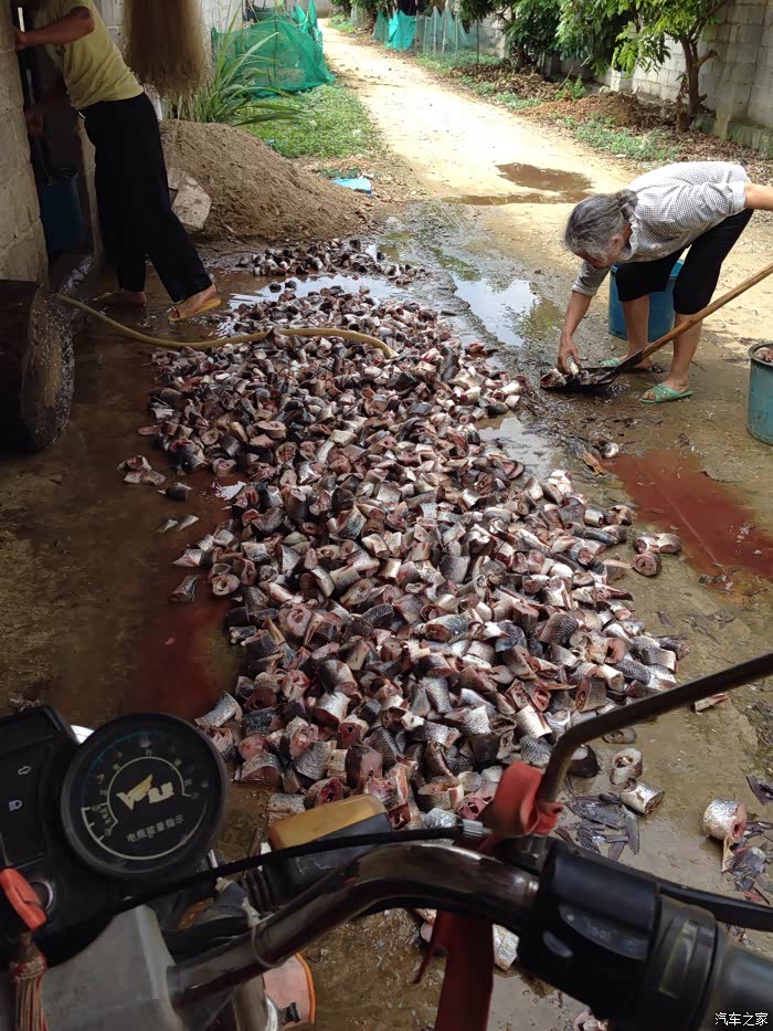 【图】呜呜呜,王八死了,王八真的死了._广西论坛_汽车之家论坛