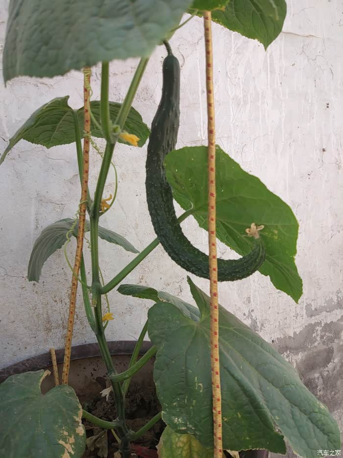 这蔫不拉几,肯定没好好养人家!