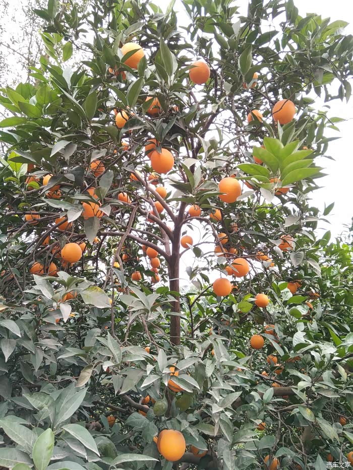 路边广柑树,伸手就可以摘