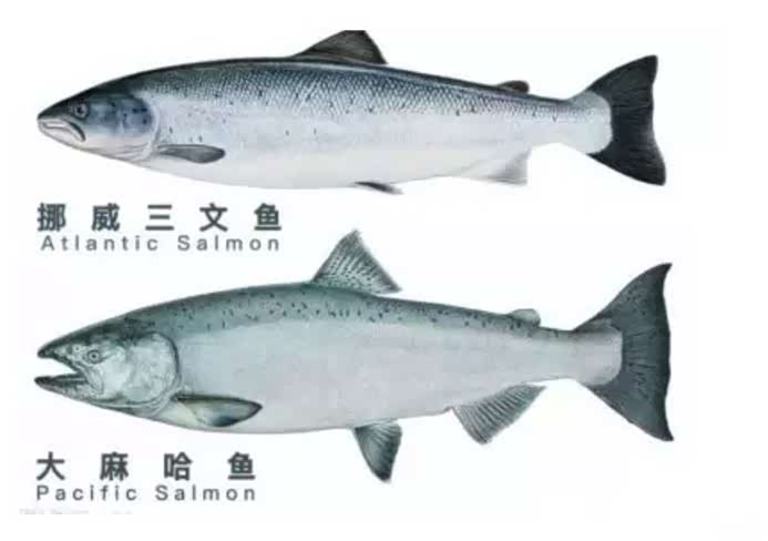 大马哈鱼?虹鳟鱼?区别与相同之处