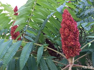 火炬树果实有特色