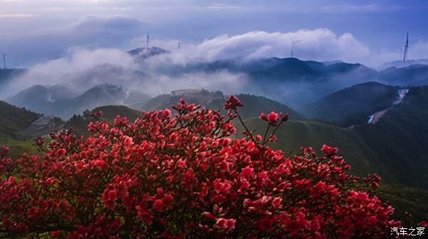 武宁九岭山森林公园图片