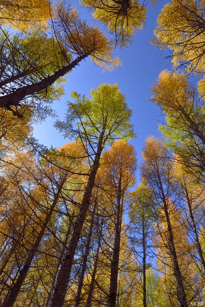 森林仰望,无彩色树木侵入心脾.