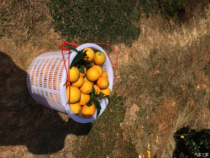 开着大胜乡下果园摘脐橙