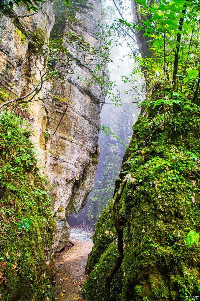鬼斧神工景色奇雨雾之中侏罗纪重庆山王坪石林
