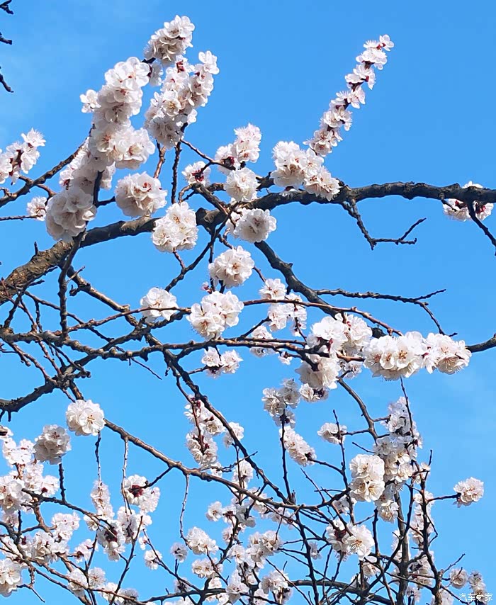 杏花满枝迎春到