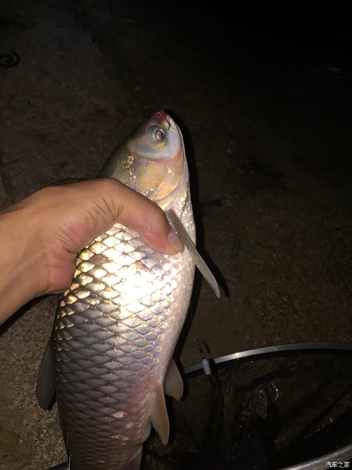 还是草鱼两斤点,水深四米左右这手感还是可以的!