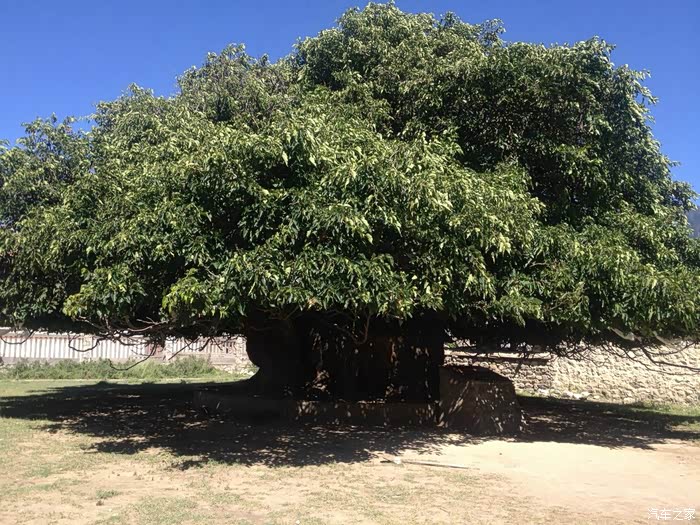 在帮纳村,有一棵1600多年树龄的"桑树王",传为松赞干布和文成公主
