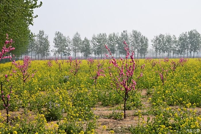 晋州周家庄油菜花图片