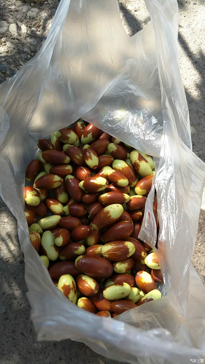 北京劲悦团长安车友会(平谷采摘大枣)