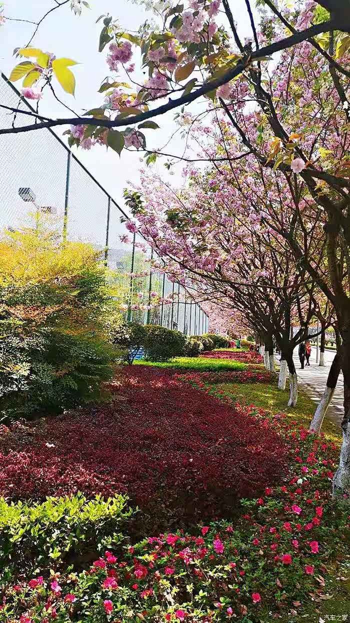 重庆樱花雪纷至沓来重庆邮电大学