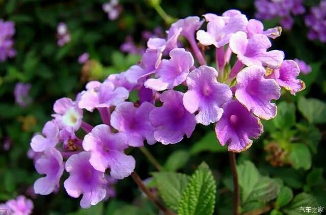 中秋国庆遥相祝,绚丽多彩五色梅!