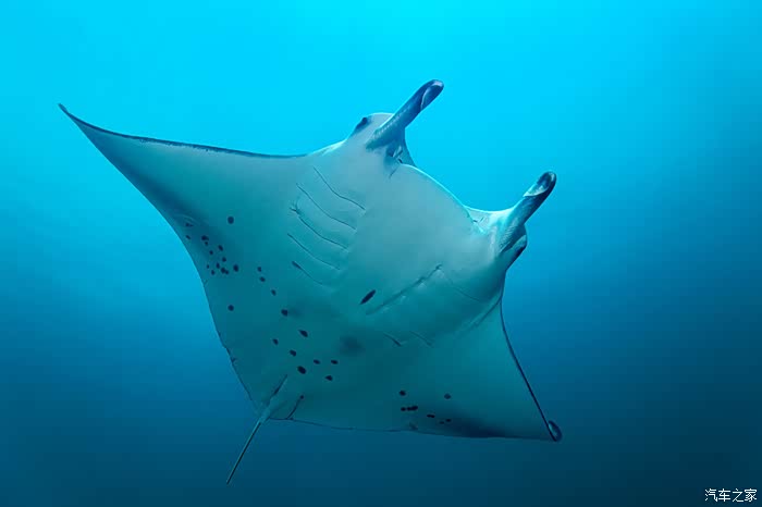 看了像一种海洋生物,具体叫啥也不知道:蝠鲼!
