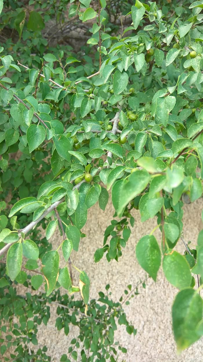 路边野枣树现在这些枣还与豌豆差 快到秋天时候这些带点红头野枣特别