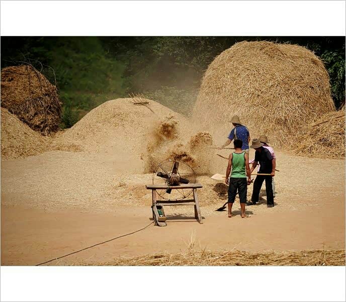 童年记忆之农忙收麦