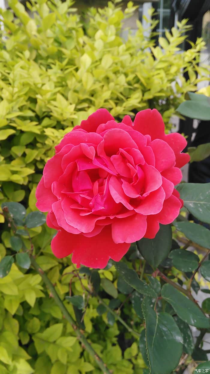 【石家庄cs35车友会】石家庄市市花欣赏