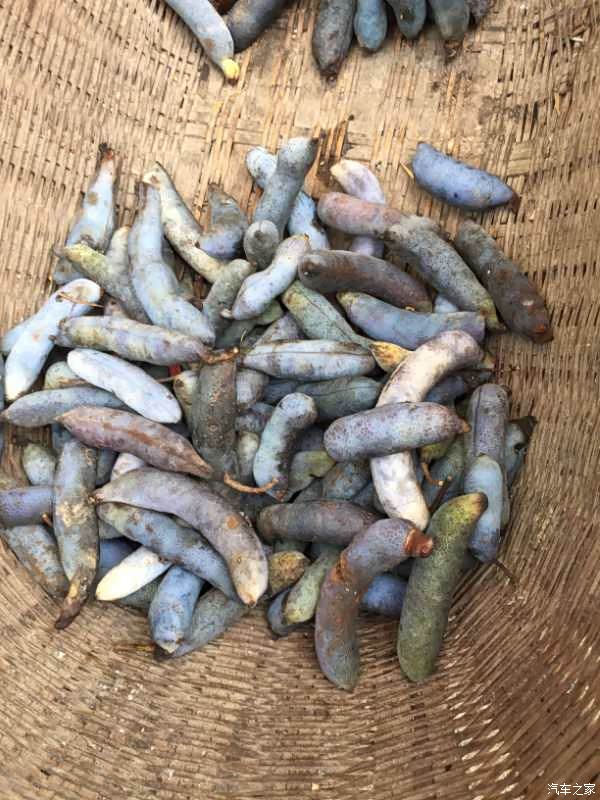 实驾分享!自驾看动物开心郊外游