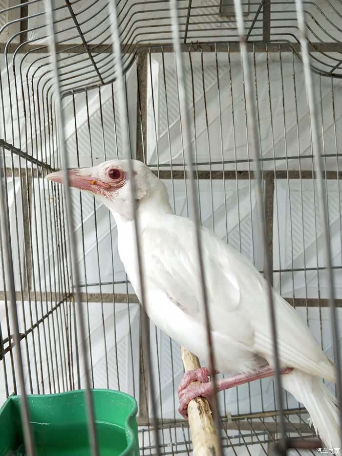 白喜鹊你见过吗