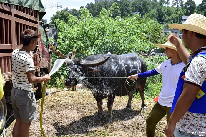东方斗牛黔东南白午牛王争霸赛
