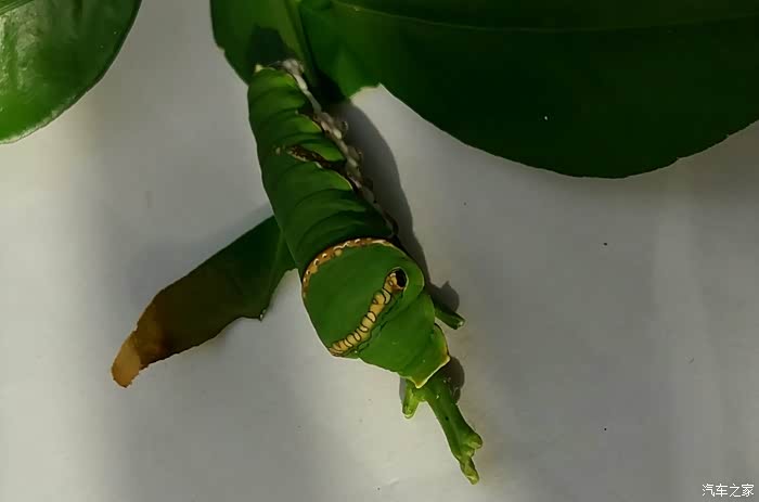 当时其实针对的对象是我的同桌,可那么满身花斑的大青虫却一个翻身,掉