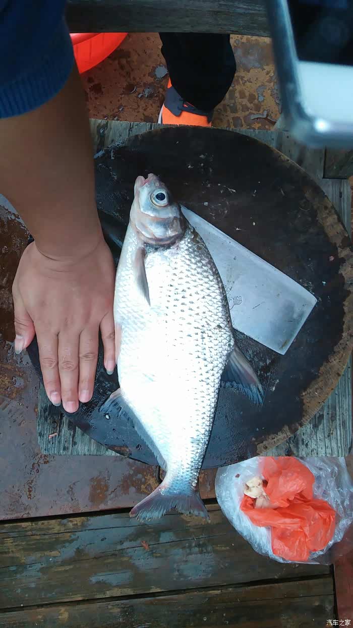 【肇庆肥佬】让鸡声在西江边响不停,誓要fb到底