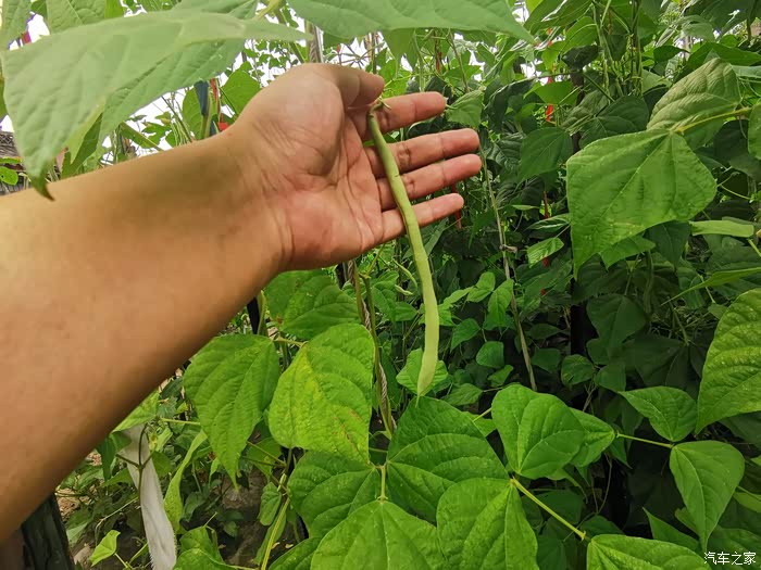 粗豆角,焖面必备