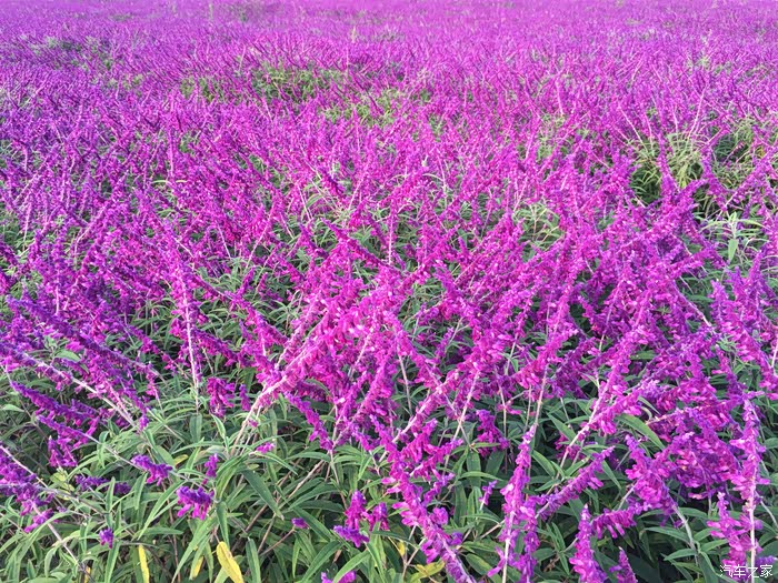 多彩贵州快乐星期天湄潭花海云贵山自驾一日游