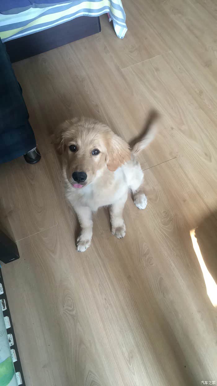 家有俩女可卡金毛的幸福生活