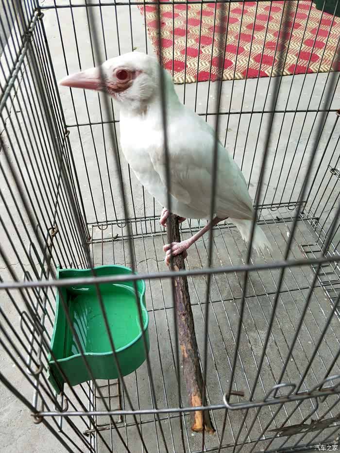 白喜鹊你见过吗?