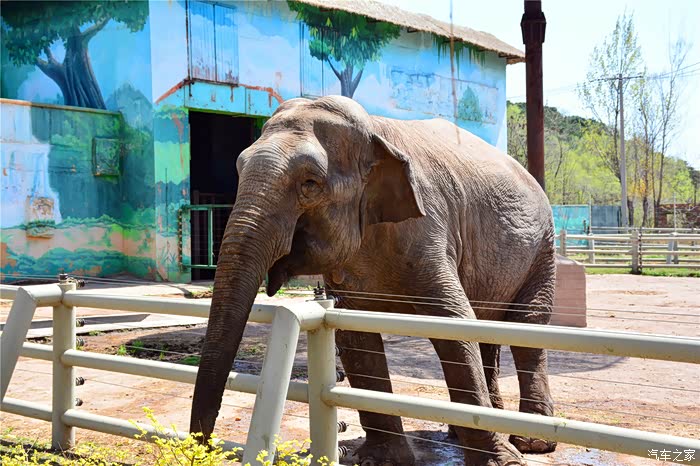 吉林市cs75车友会01075车友结伴游盛京沈阳之森林动物园篇