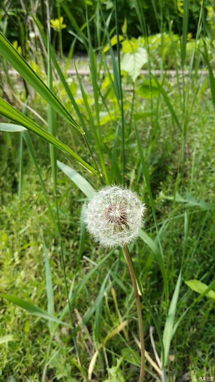 松花江邊郊遊燒烤