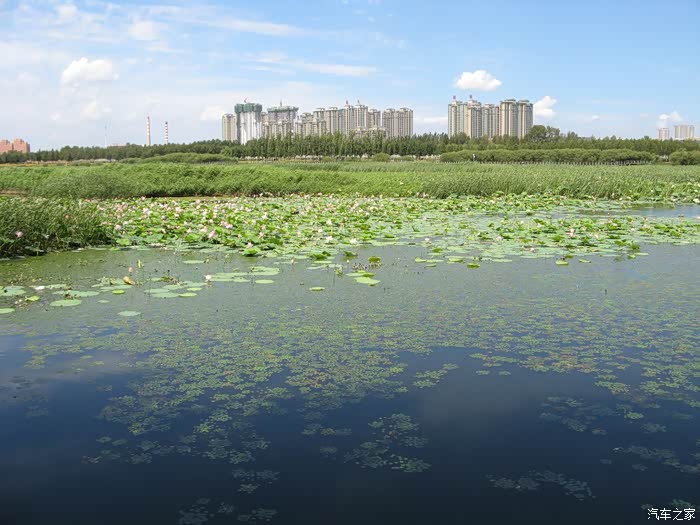 哈尔滨江北湿地公园观赏荷花