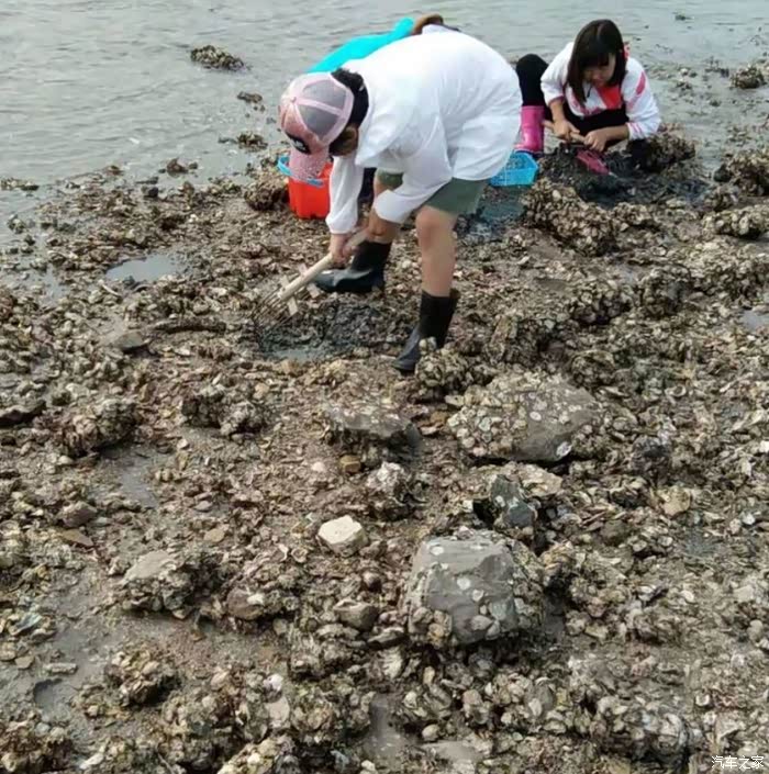 观致7 曹妃甸赶海打卡