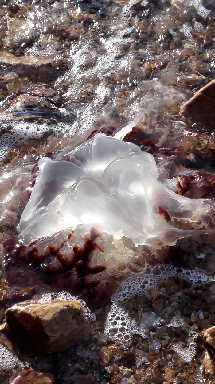 海边发现的海蜇