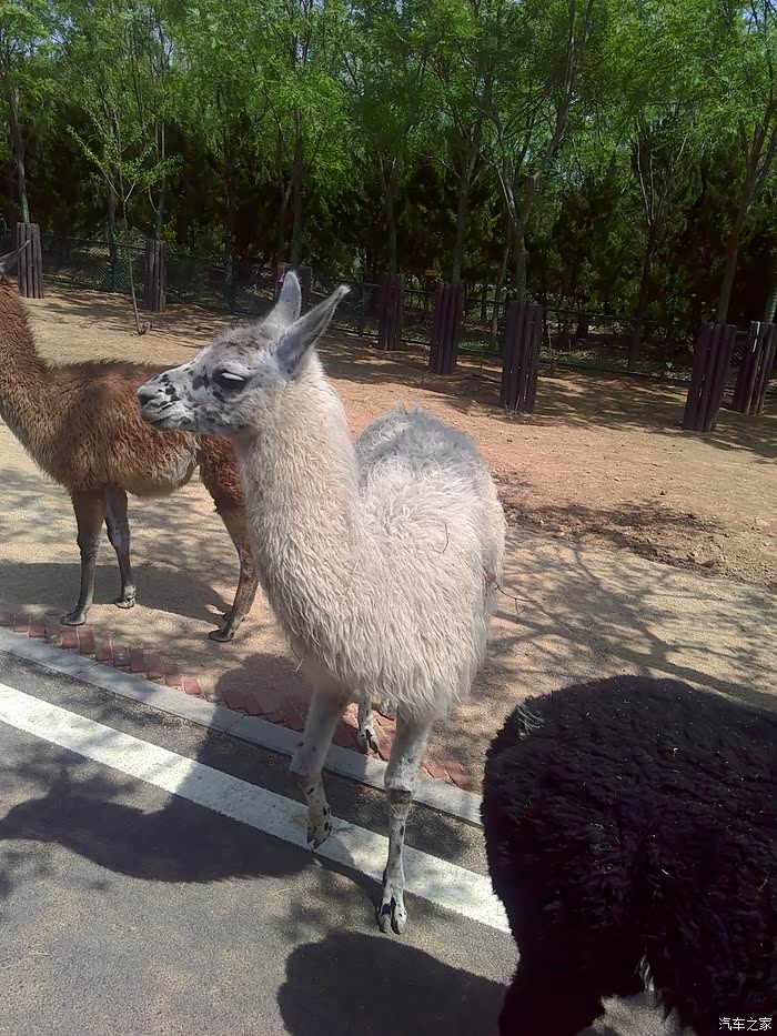 泰山祈福济南野生动物园游玩