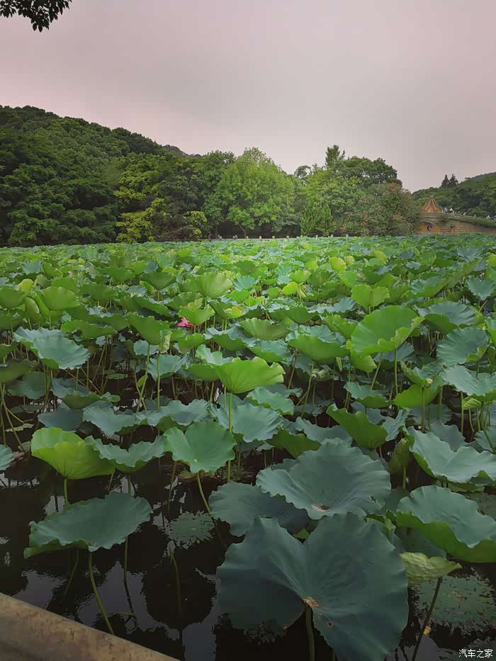 普济寺门前荷花池