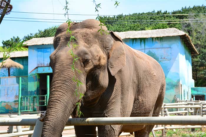 吉林市cs75车友会01075车友结伴游盛京沈阳之森林动物园篇