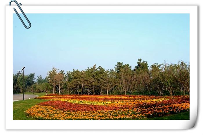 再次漫步陀螺東營植物園美景讓人流連忘返忘記回家的路