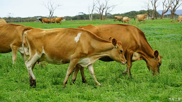 路边有牧场,里面很多黄牛.