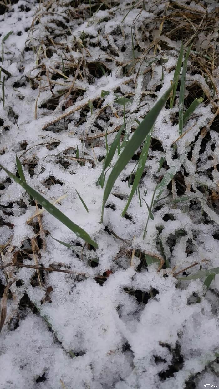 顽强的小草,在雪中依然茁壮生长,像不像土鳖车