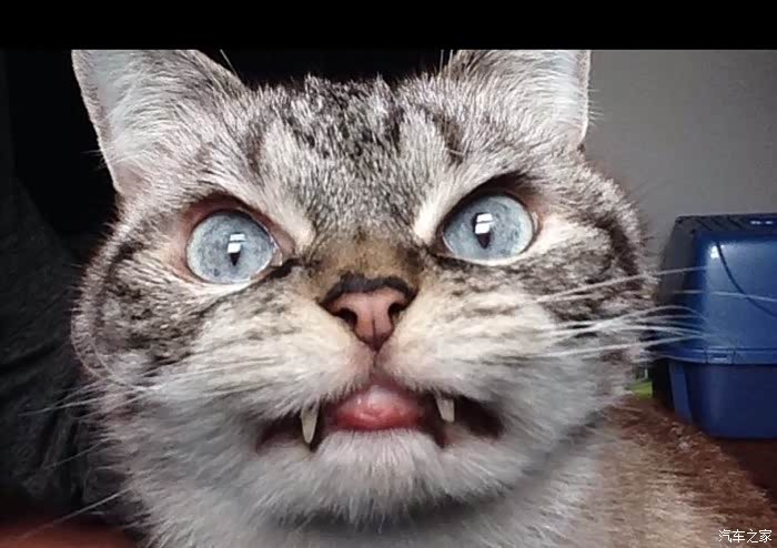 老虎凶恶,请回避