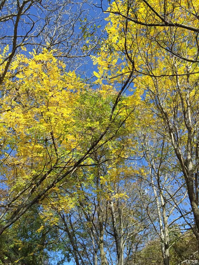 抬头看天,看树,只恨时间太匆匆,好想一直呆在寨子里.