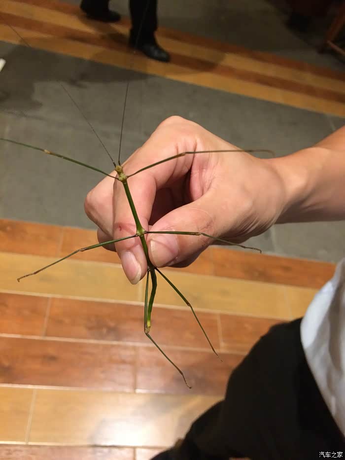 这是竹节虫!跟竹子是不是很像!