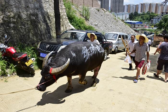 东方斗牛黔东南白午牛王争霸赛