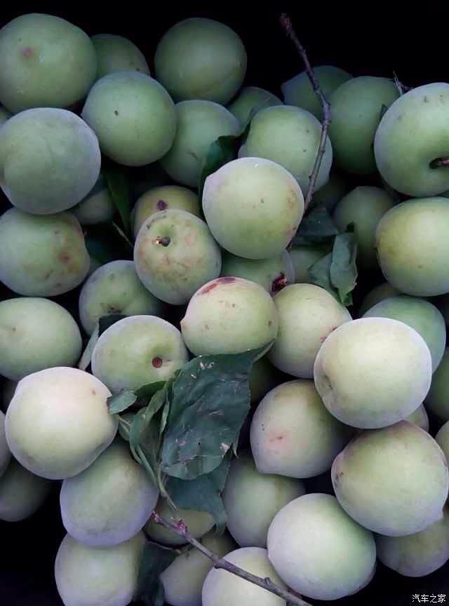 关于酸梅果收购出售