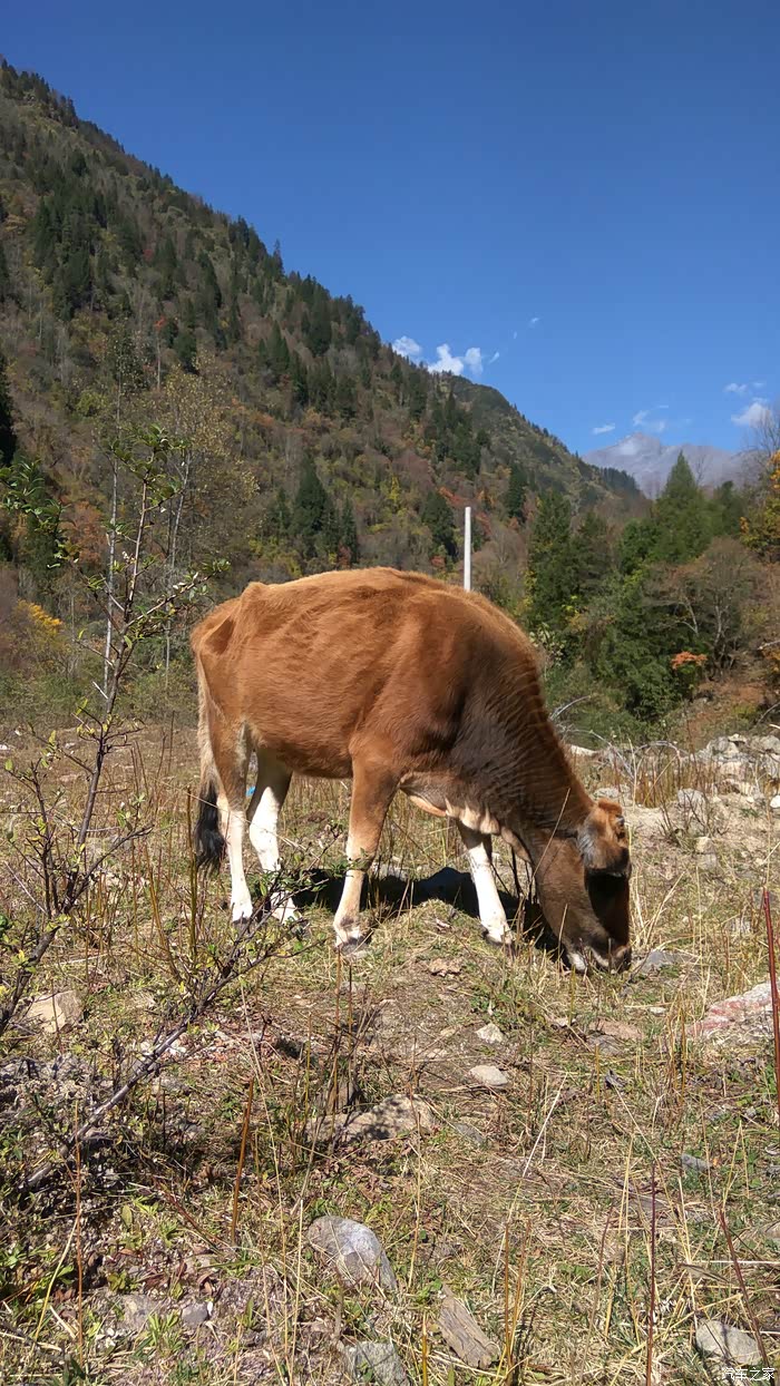 山上的牛和溪水