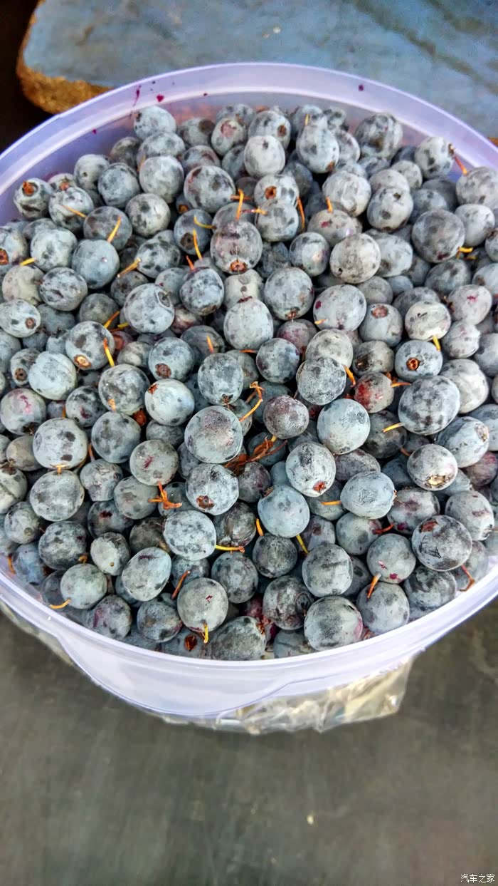 在加格达奇看到了新鲜的野生蓝莓!